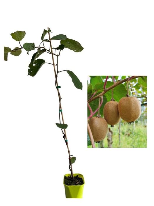 Kiwi (Diferite Soiuri )