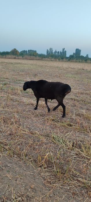 Kotta va qozi Qochqorla sotamiz