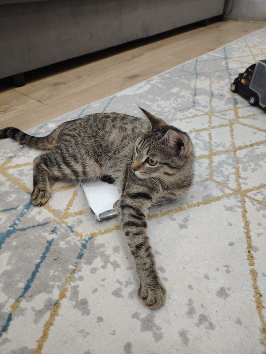 Продам помесь бенгальского котёнка