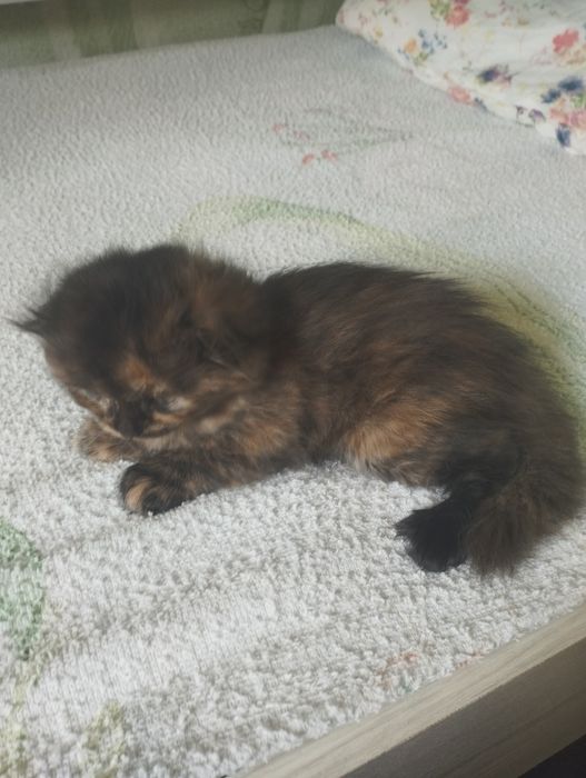 Продаются котята шотландские вислоухие