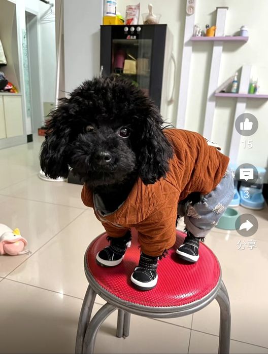 Продам ботиночки для собаки