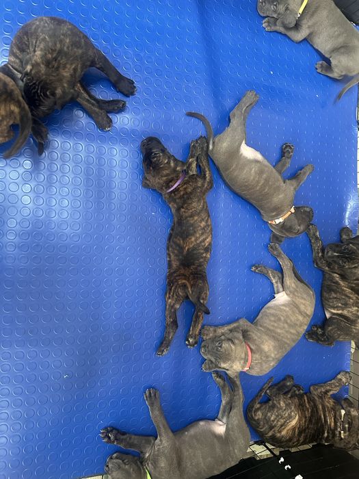 Кане корсо - Cane Corso