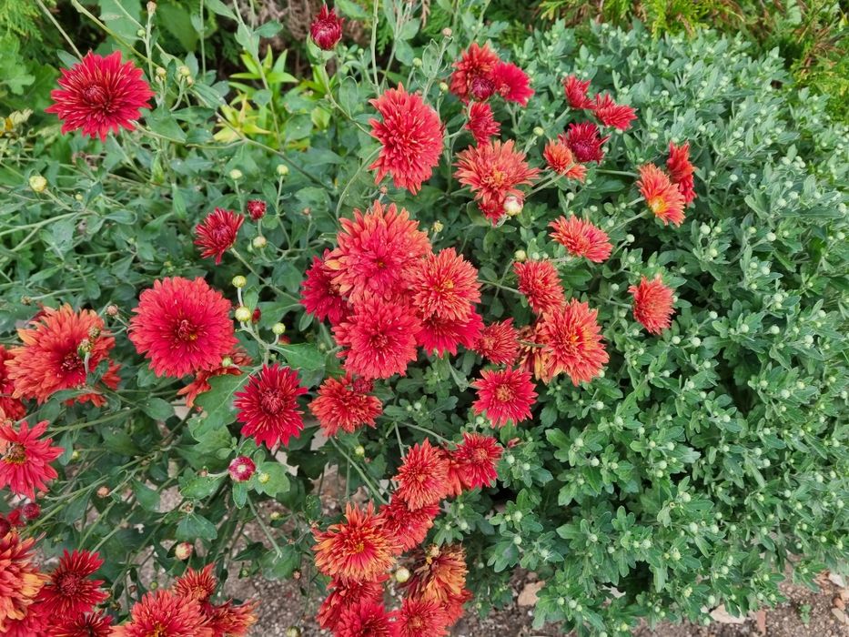 Продам георгины , хризантемы