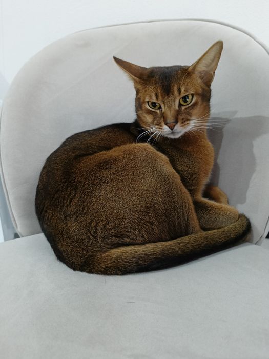 Передержка кошек! КОШКИ НЕ ПРОДАЮТСЯ!