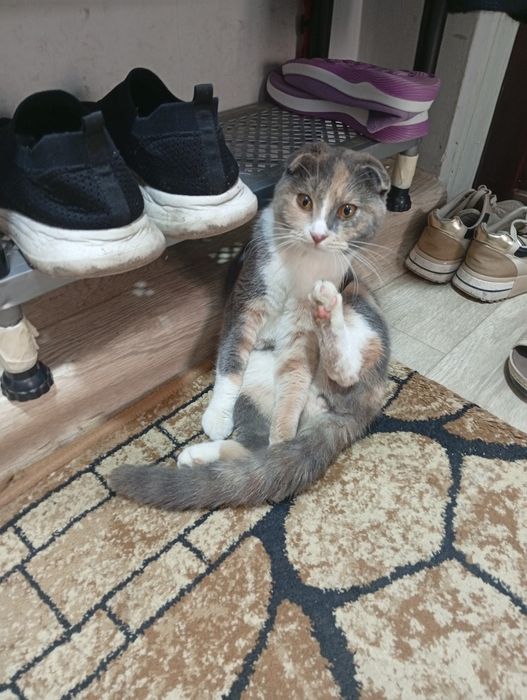 Продаю Кошку 400 тыс