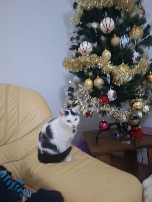 Dau spre adoptie pisicuta