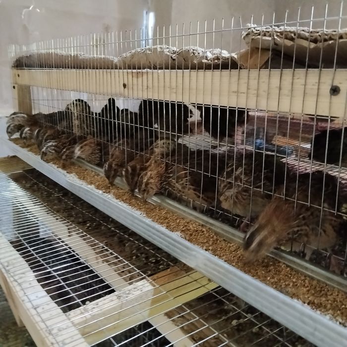 Bedana yapon majur