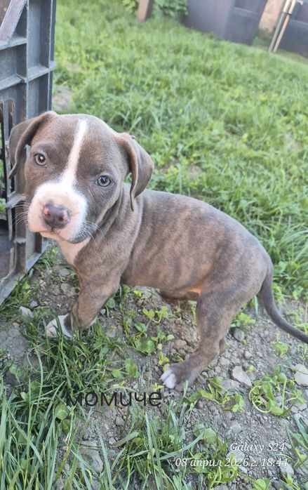 Малки Бебета питбули