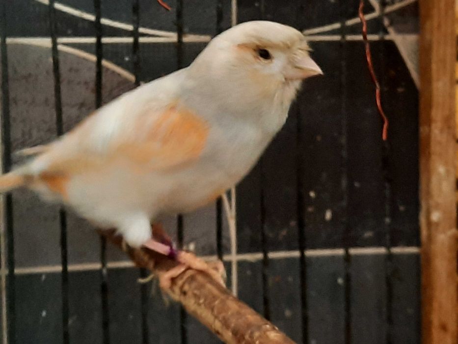 Продам канарейка самка.