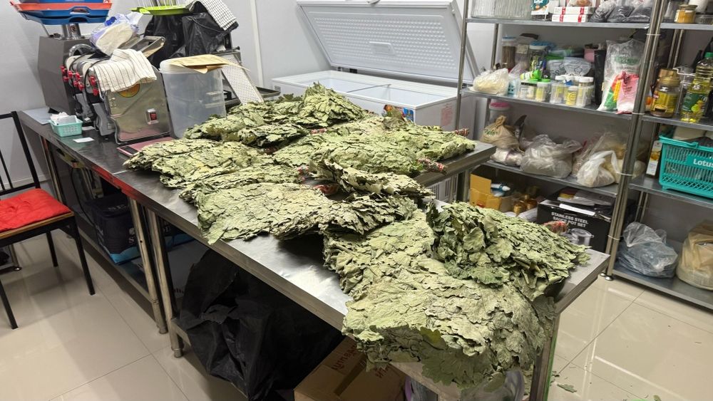 Веники для баня  краснодарскии