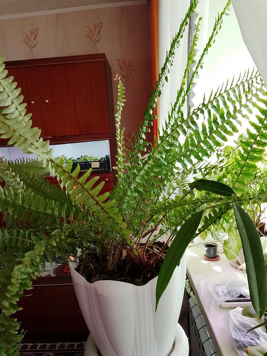 Продаю папоротник