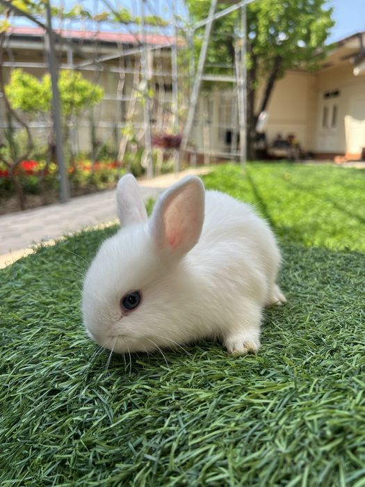 Quyon karlik dekorativ evro paroda