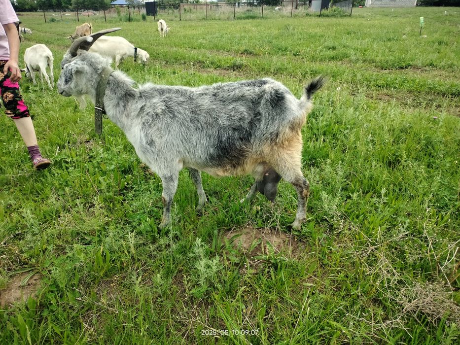 Сүтті ешкі сатылады