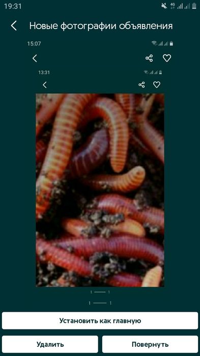 Черви калифорнийские красный для разведения и рыбалки