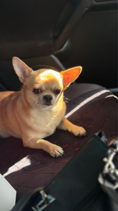 Чихуахуа Кобель, Ищем Вязку