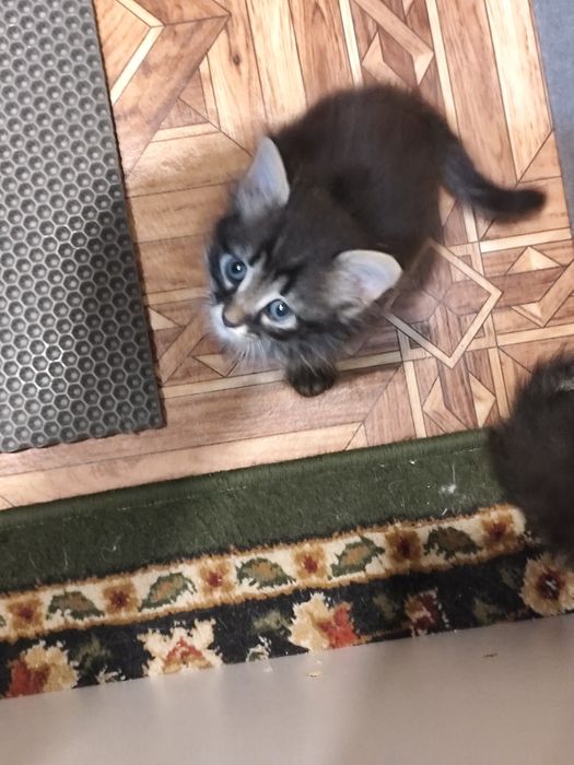 Отдам котят в добрые руки