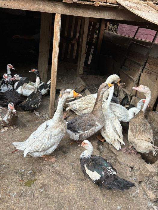 Гуси и индоутки жирные