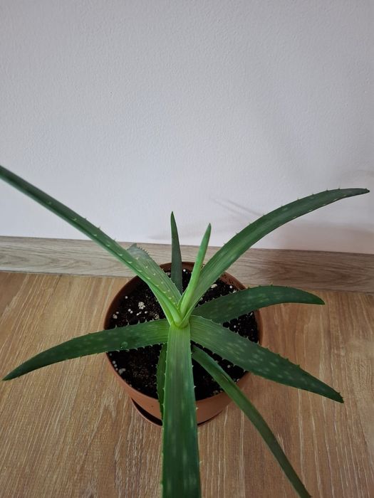 Алоэ вера растение