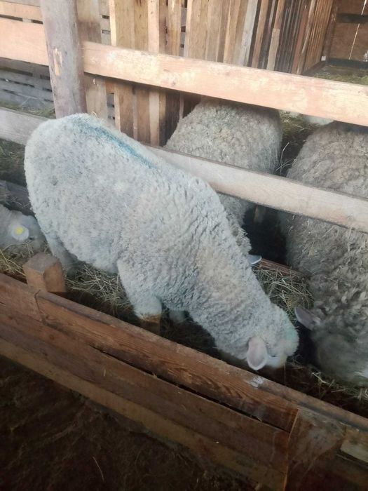 Vând berbecuți din rasa Ile de france părinți cu pedigri