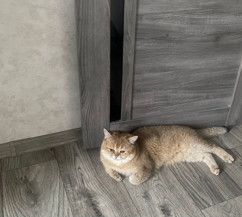 Британские котята золотые шиншиллы