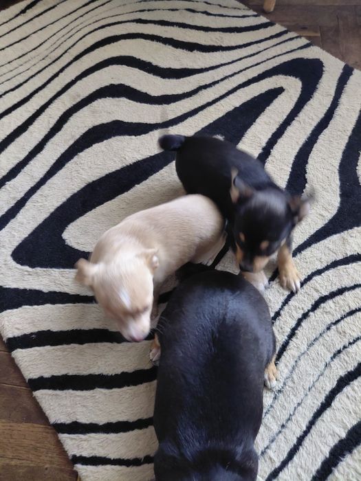 Чихопинчерчета търсят своя дом