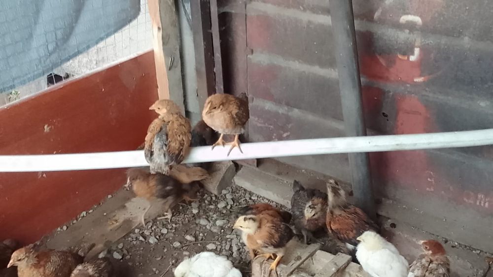 Продам цыплят домашних