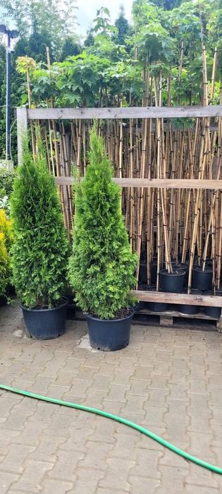 Tuia Smaragd de la 40 de cm la 160