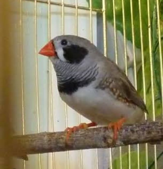 Амадины чернощекие зебровые