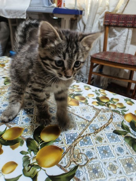 Отдам в хорошие руки котенка мальчик