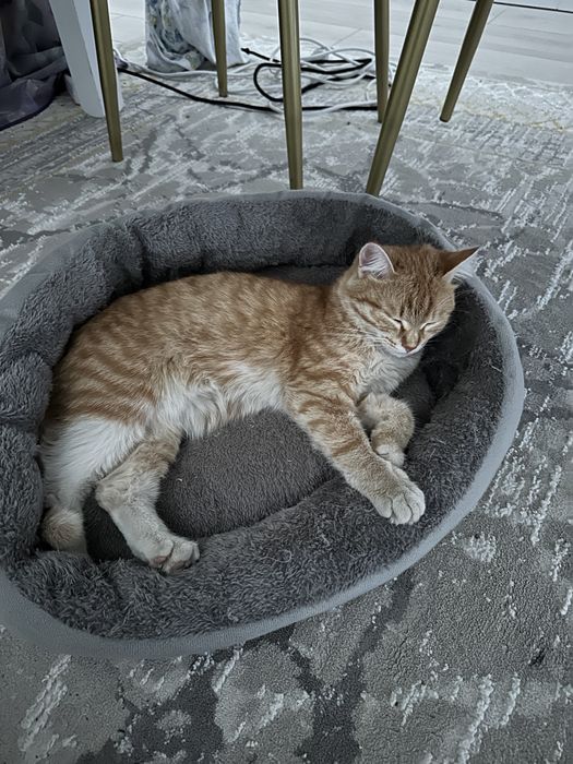 Продам кота хорошая