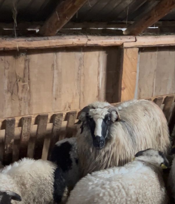 Oi tinere disponibile