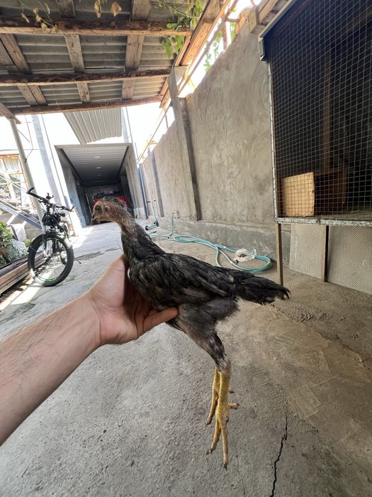 Dakan jojalar may oyini oxirida ochilgan