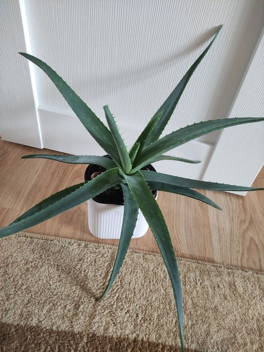 Алоэ 2500        .