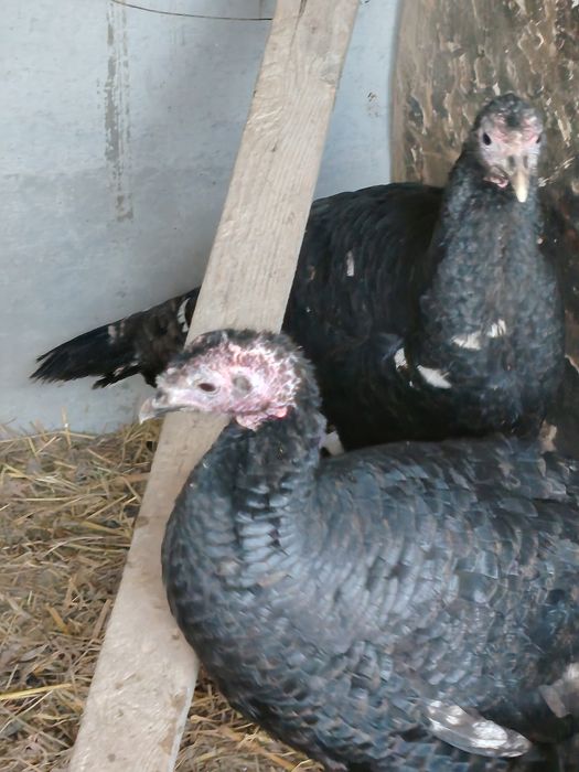 Kurkalar tezda sotiladi