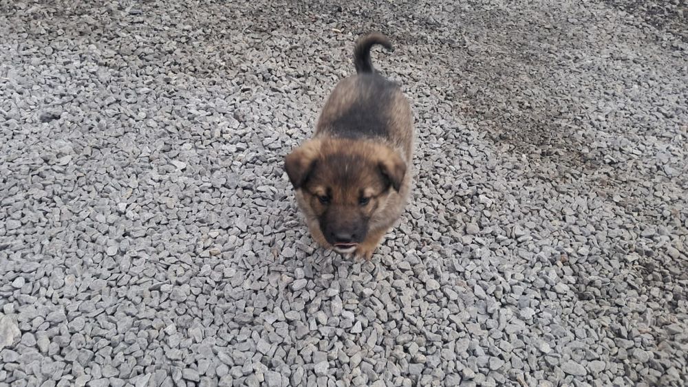 Отдам щенков в дар