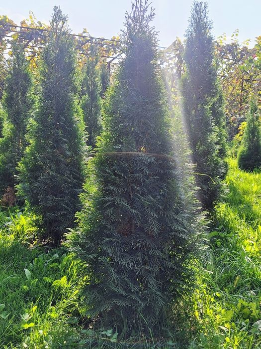 Туи оптом по выгодным ценам.