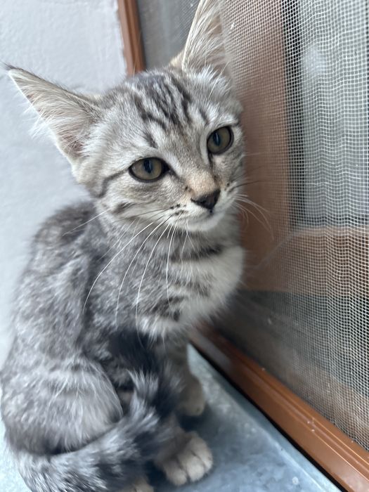 Котят милый,красивый