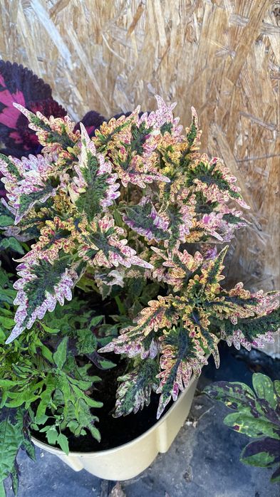 Продам сортовые колеусы