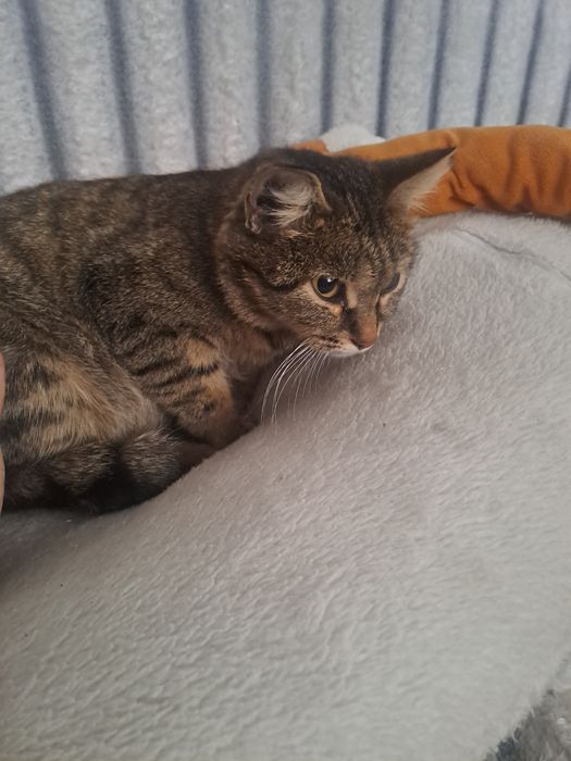 Отдам кошечку девочка