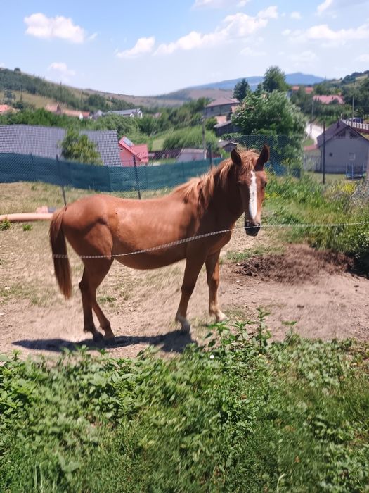 Vând mânză de 1 an