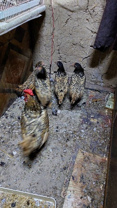 Продаётся куры сибрай