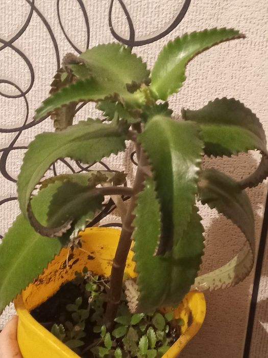 Продам цветок каланхоэ