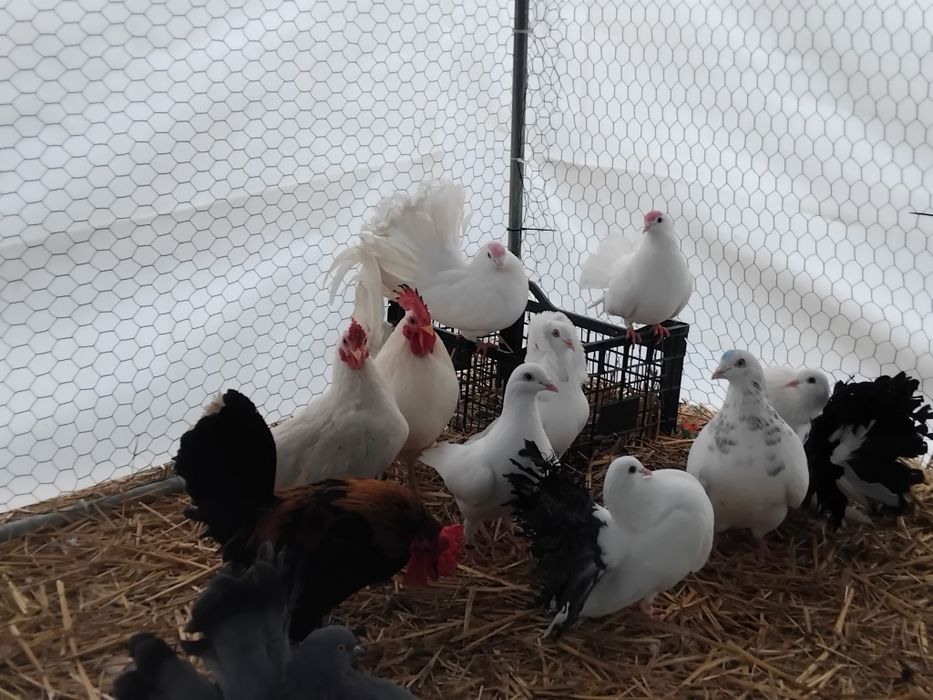 Vând cocoși pitici