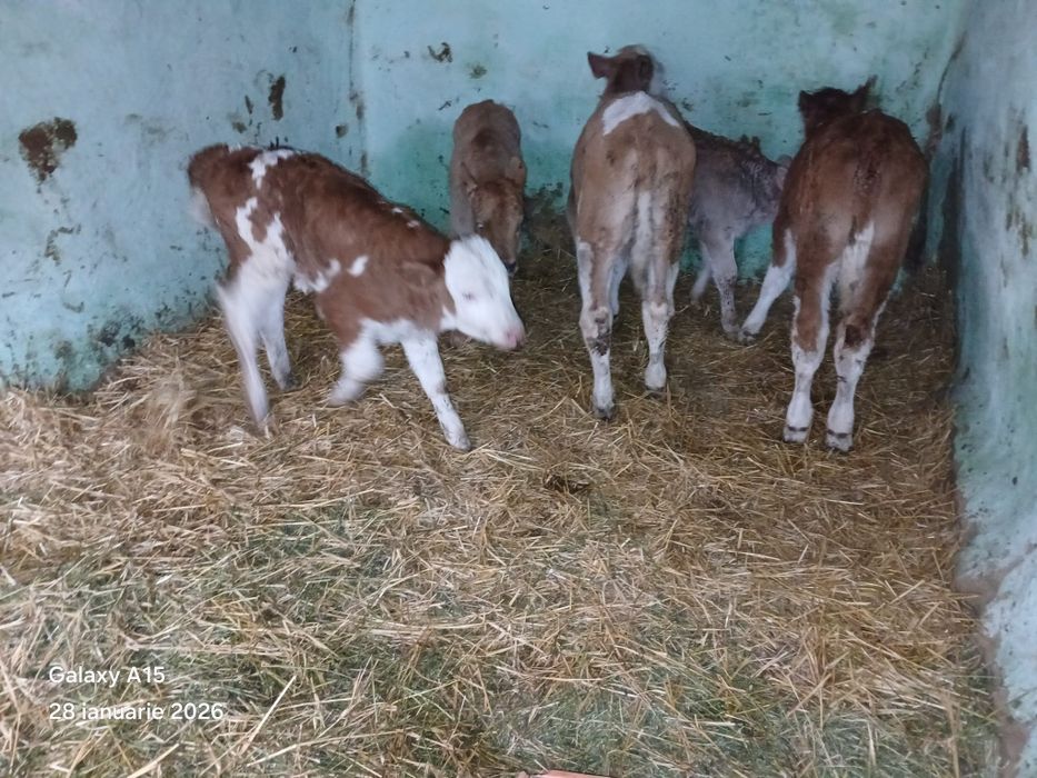 Vand vitei baltat romanesc