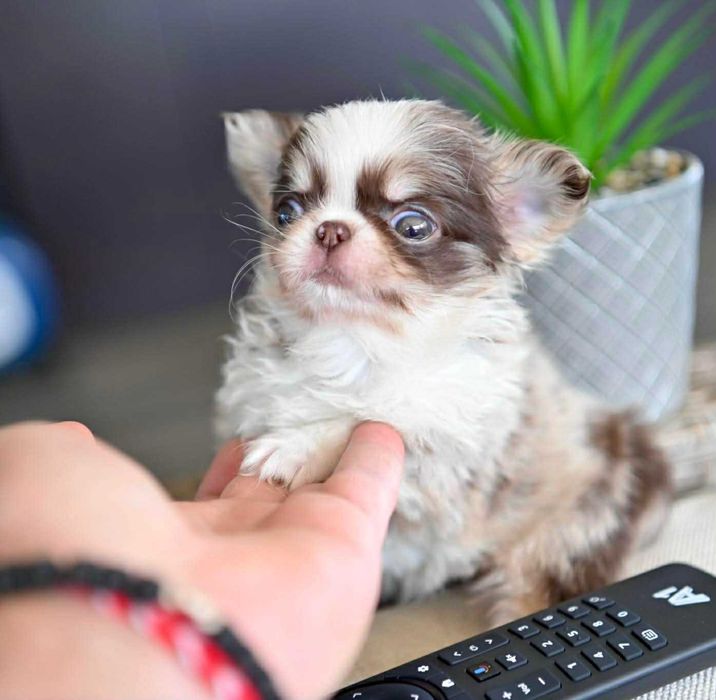 Женско миниатюрно дългокосместо шоколадово мерле