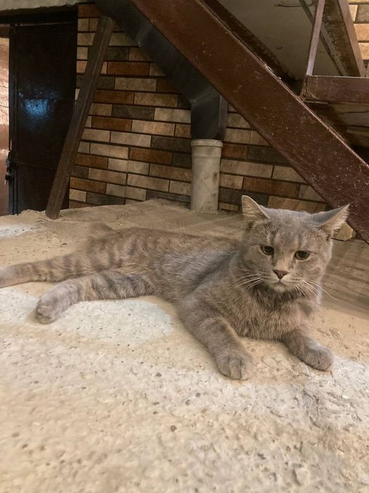 Turetski angora  rangi seriy