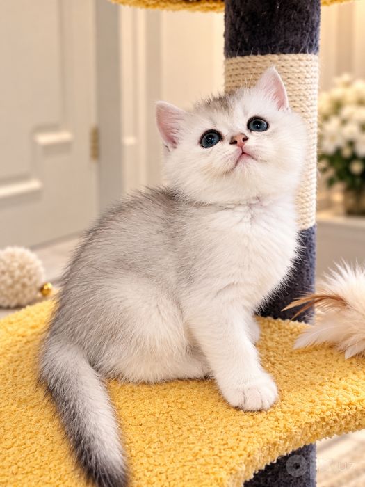 Серебристая шиншилла
