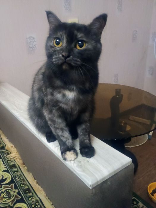 Отдам стерилизованную кошечку