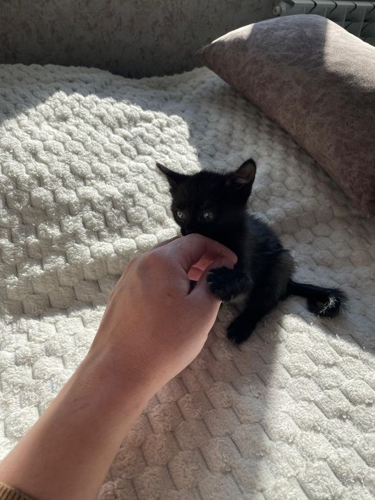 Отдам котенка в добрые руки