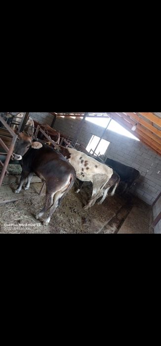 Продам на мясо  бычков